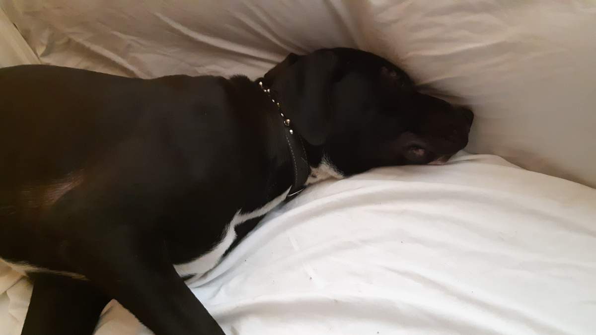 Chance has been staying with Holman while she tries to find his owner.