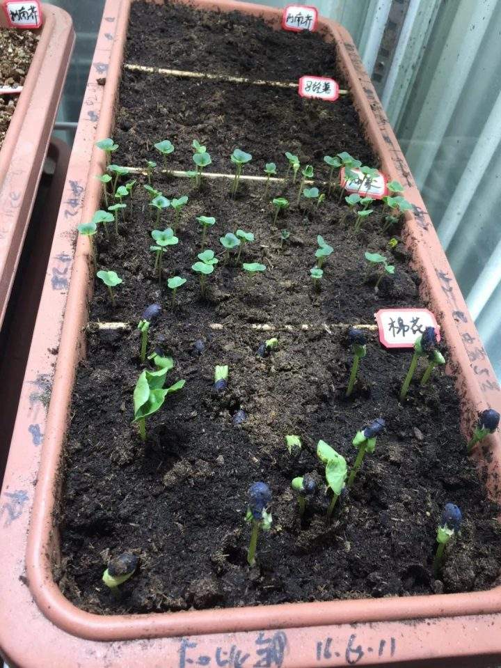 Several seedlings are shown in a test bed at Chongqing University in China on Jan. 7, 2019, 81 hours after they were first watered.