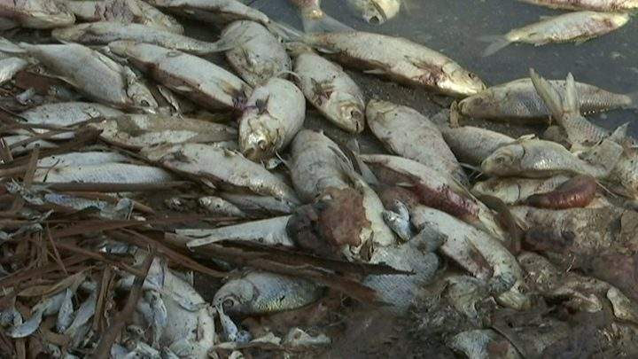 This image made from a video taken on Jan. 7, 2019, shows dead fish along the Darling River bank in Menindee, New South Wales, Australia.