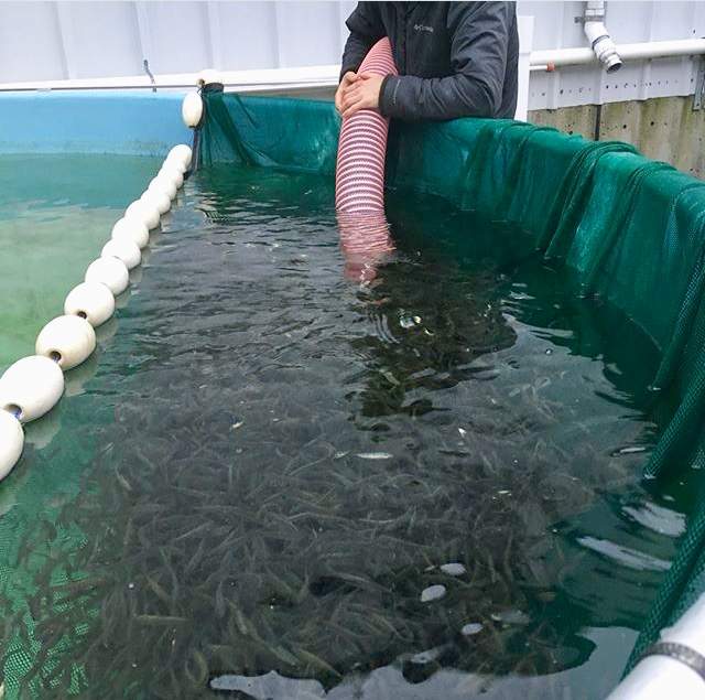 Staff transferring healthy salmon from a hatchery tank in Spring, 2018.