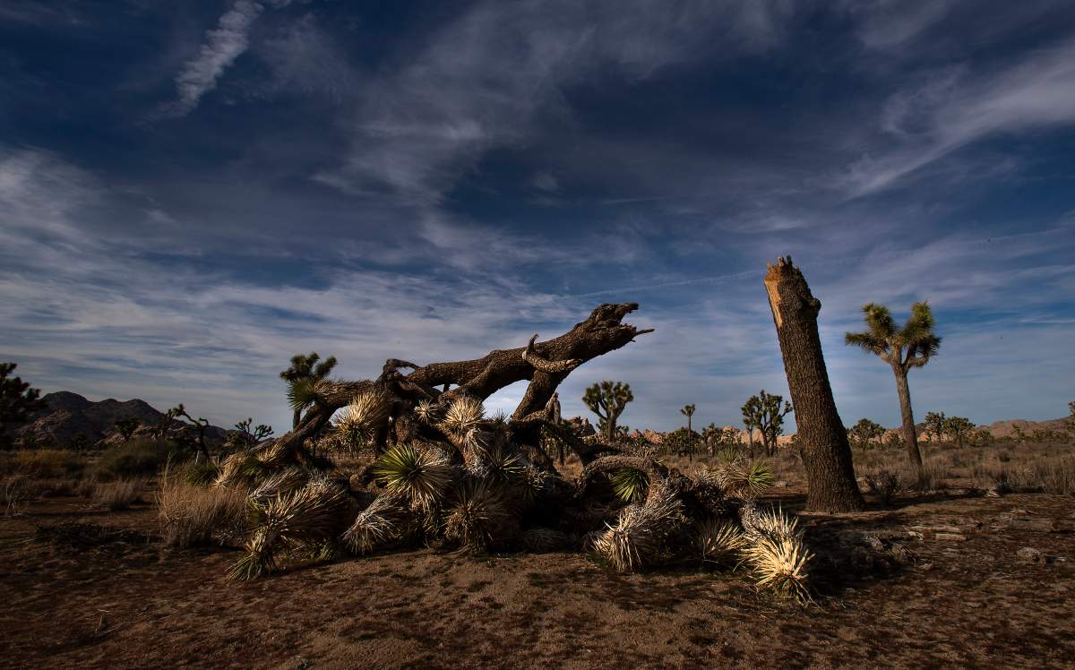 A once vibrant Joshua Tree has been severed in half  in an act of vandalism in Joshua Tree National Park on Jan. 8, 2019, in Joshua Tree, California. 