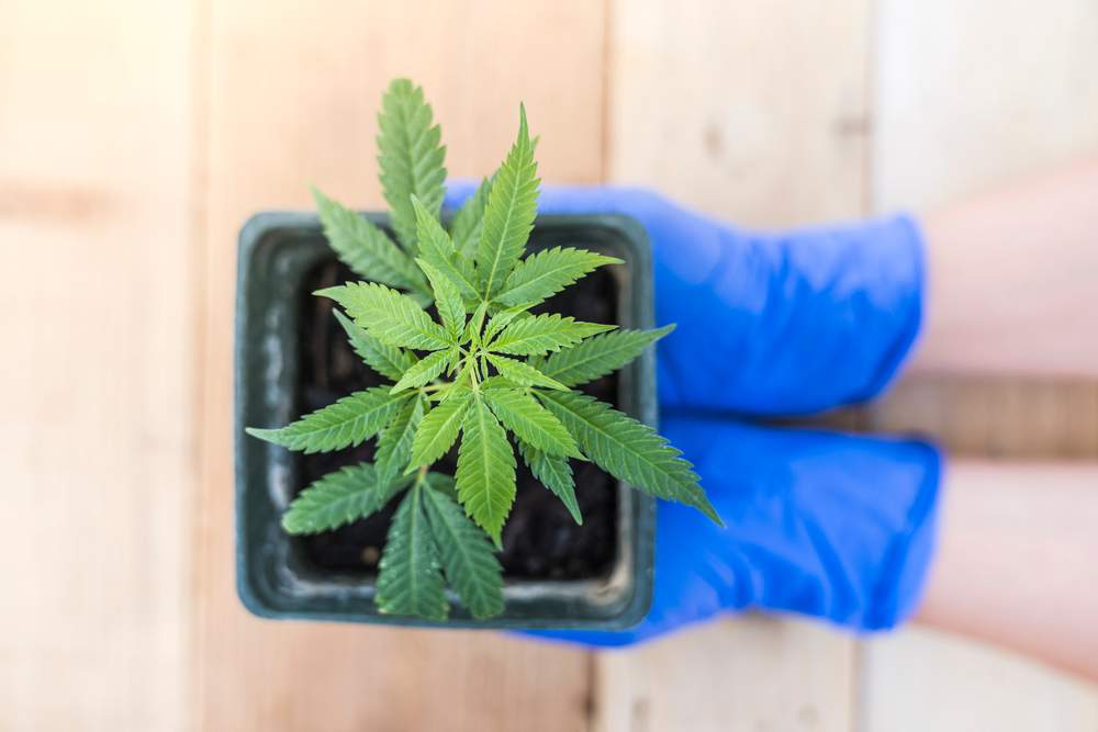 Currently, the only legal way to purchase cannabis in Ontario is online through the Ontario Cannabis Store.