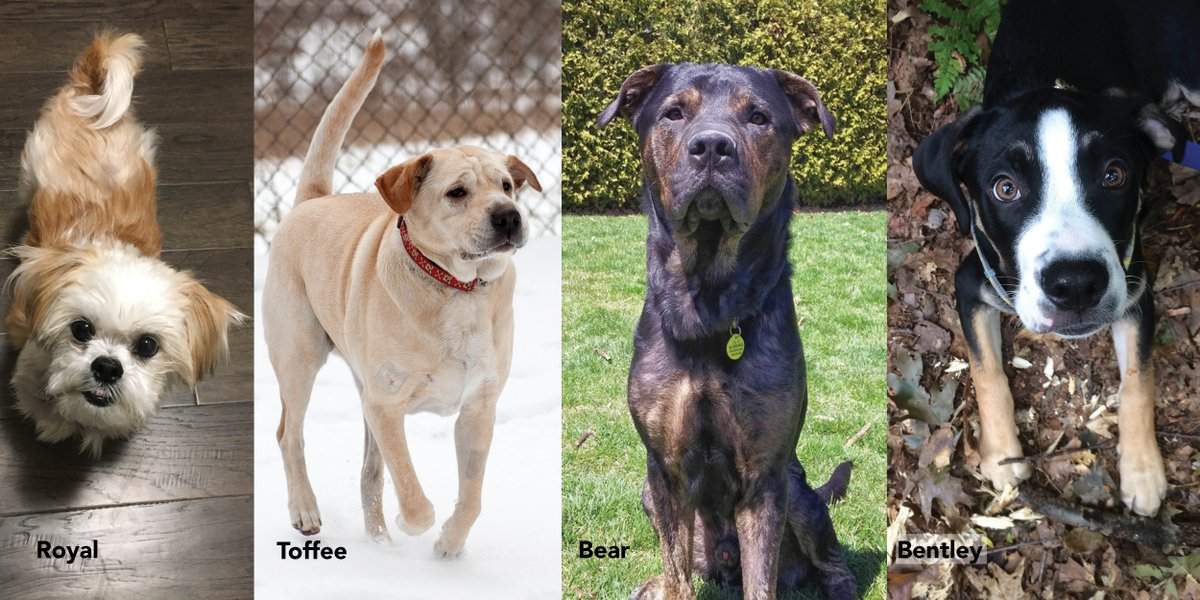 The Guelph Humane Society provided an update on four dogs that were brought into their care in 2018.