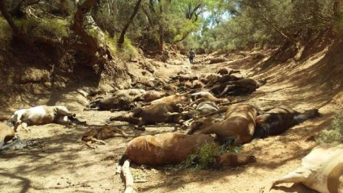 Dozens of dead horses were found in a remote watering hole near Santa Teresa, Australia.