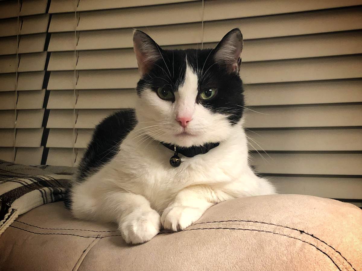 A cat sits on a couch.