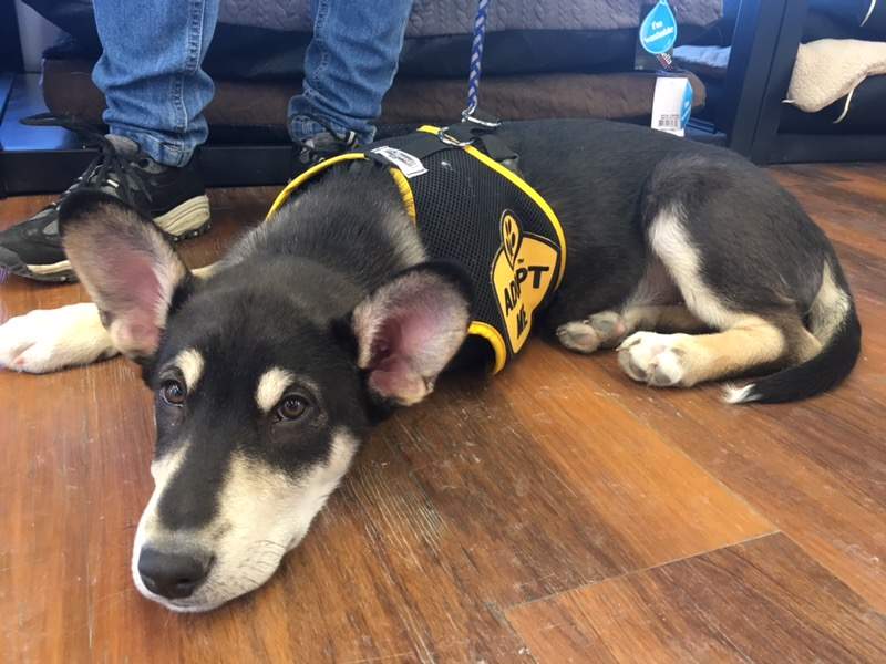 Puppy taking a break.