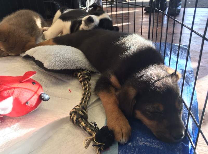 Adoptable puppies sleeping.