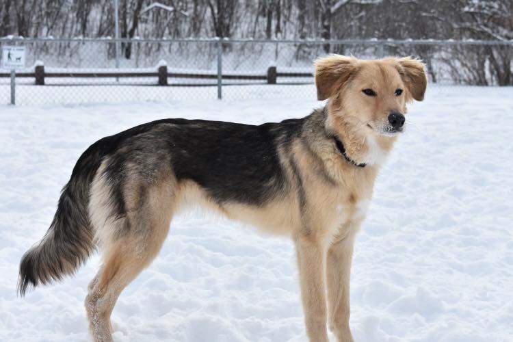 Leo the dog escaped a pen at a Kingston kennel on New Year's Eve. His two owners have been searching tirelessly for days to get him back.