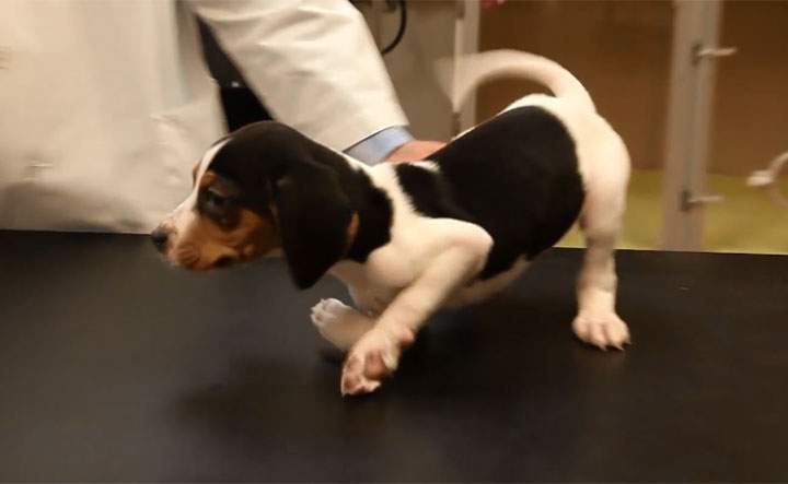Puppy born with upside-down paws gets second chance at normal dog life - image
