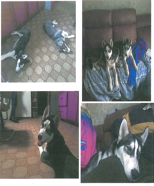 Police say the two huskies were reported missing from their home in Meaford on Dec. 28.