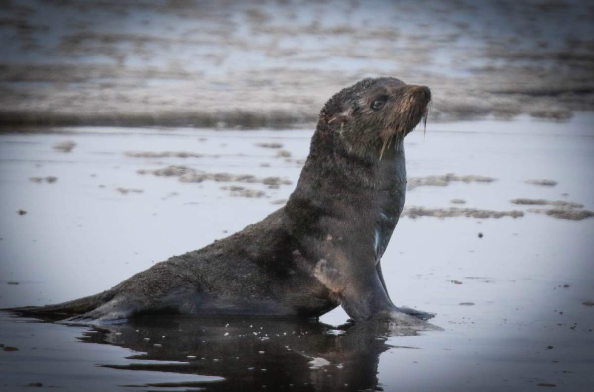 The seal freed from plastic netting by police officers in Ocean Shores, Wash., on Monday makes its way back into the ocean.