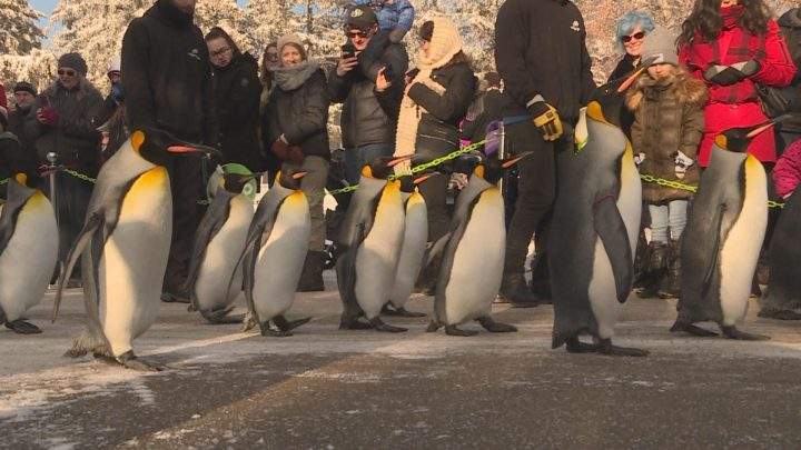 Penguins waddled around the Calgary Zoo on Saturday.