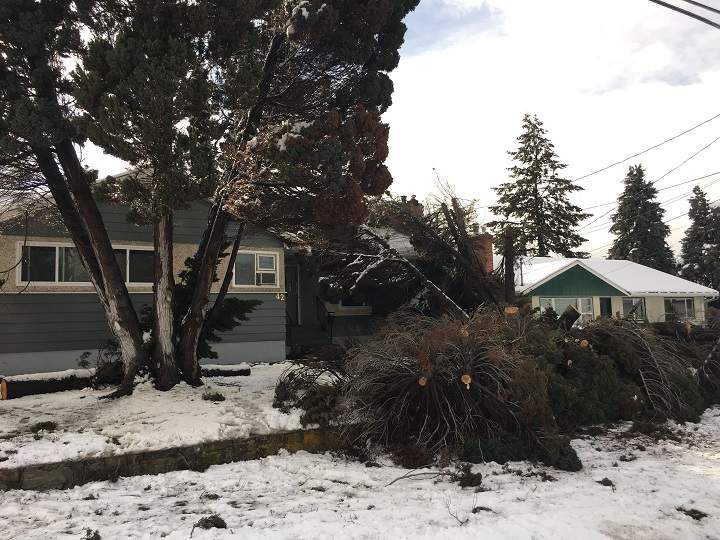 The tree that knocked out power was located at 42 Huth Avenue.
