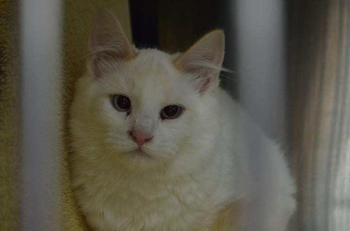 B.C. SPCA