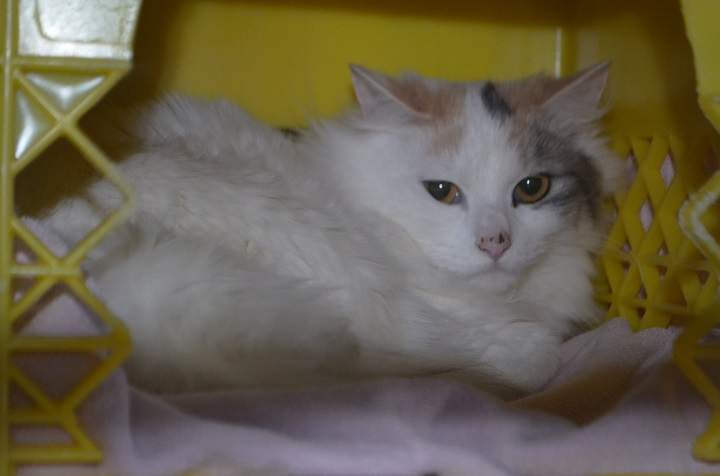 One of the cats that was surrendered recently to the SPCA.