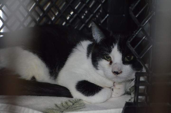 Thirty cats were surrendered to the B.C. SPCA in Penticton. Twelve of those cats were transferred to the Kelowna branch.