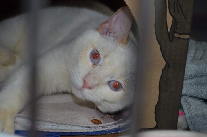 The B.C. SPCA gave no timeline as to when these cats will be available for adoption. The SPCA said the cats will have to go through rehabilitation before they can be put up for adoption.