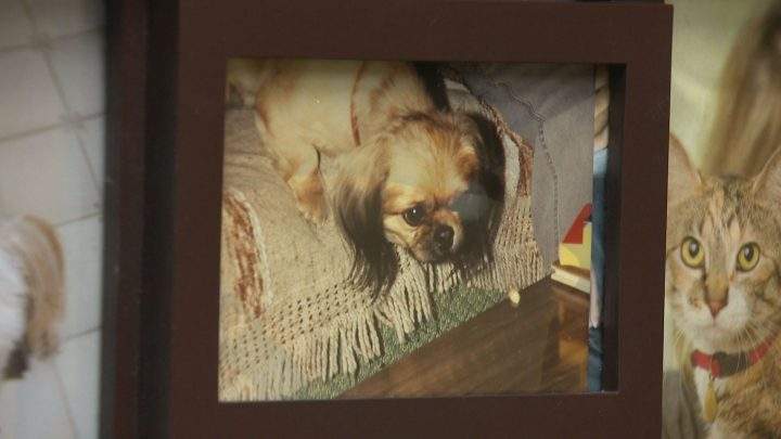Bev Ashwin’s late dog, Mocha.