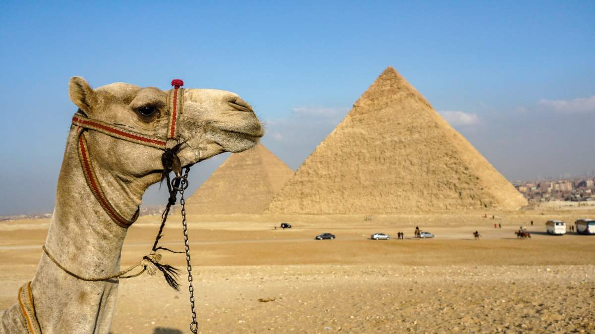 A camel is seen by the pyramid of Khafre at the Giza pyramids necropolis on the southwestern outskirts of the Egyptian capital Cairo, on Dec. 21, 2018.