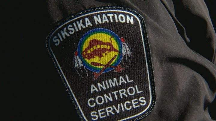 The Siksika Nation now has new animal bylaws and its first and only animal control officer.