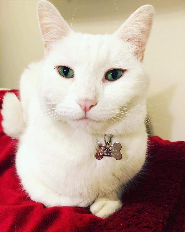 Snoopy and his new tag that reads \”I have a home\”.