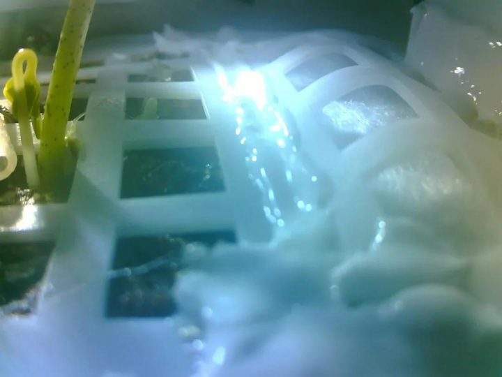 A cotton seedling is shown inside an experimental farm tank on the Chang‘e 4 lunar lander on the moon.