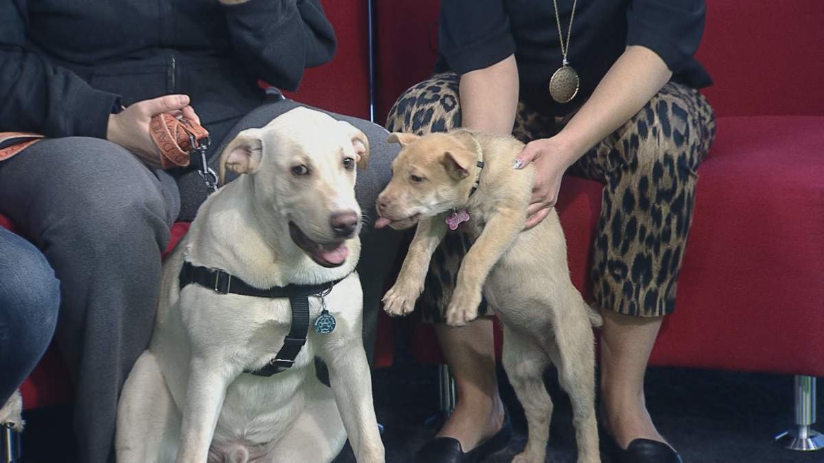 Annie (right) eagerly gives kisses and plays with Tank (left) during Adopt A Pal.
