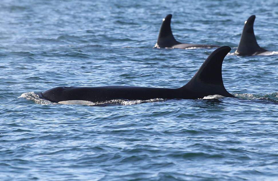 J17 was previously observed with a misshapen head and neck caused by starvation.