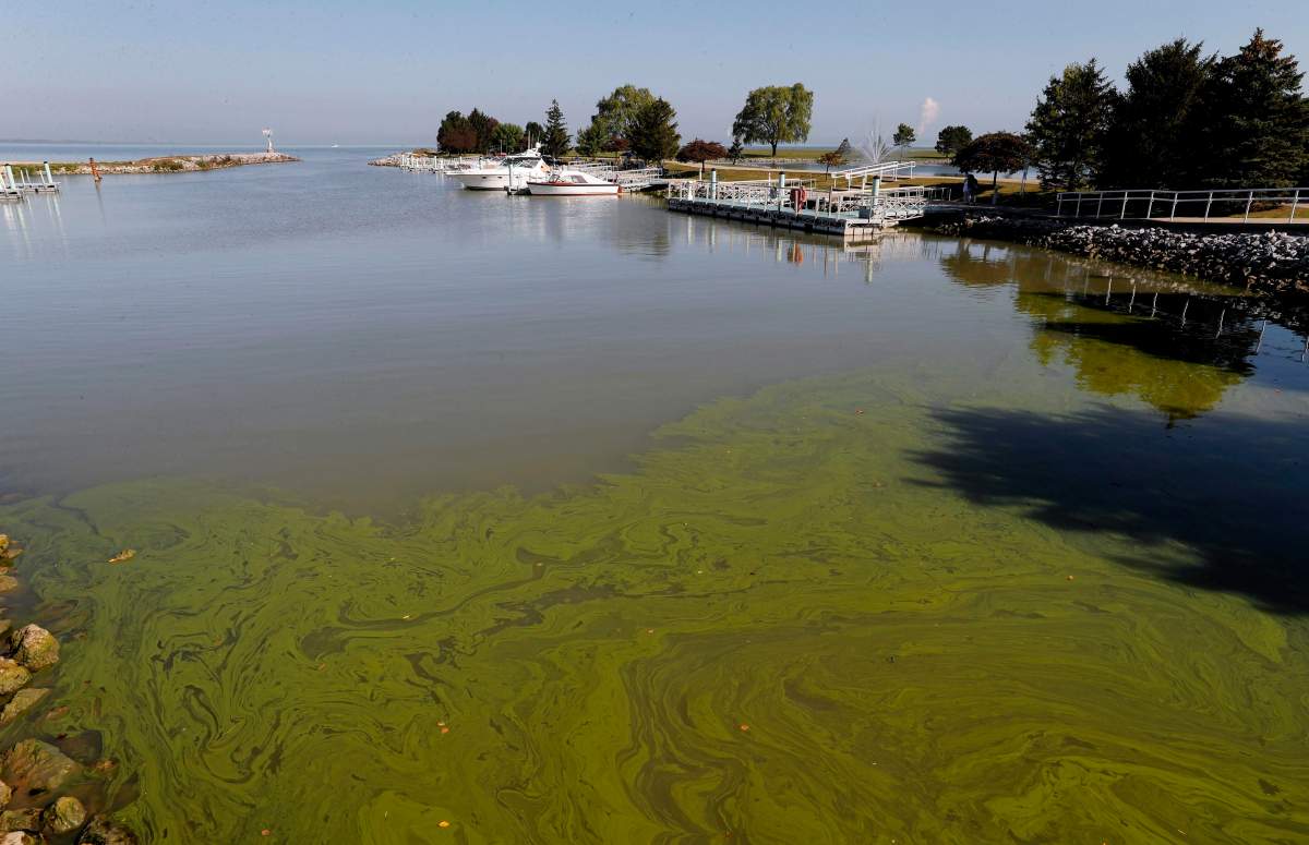 Algae floats in the water at the Maumee Bay State Park marina in Lake Erie in Oregon, Ohio, on Friday, Sept. 15, 2017. 