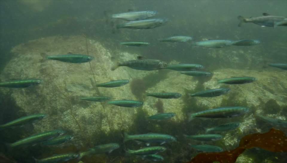 Government-appointed council calls for immediate actions to increase B.C.’s wild salmon population - image