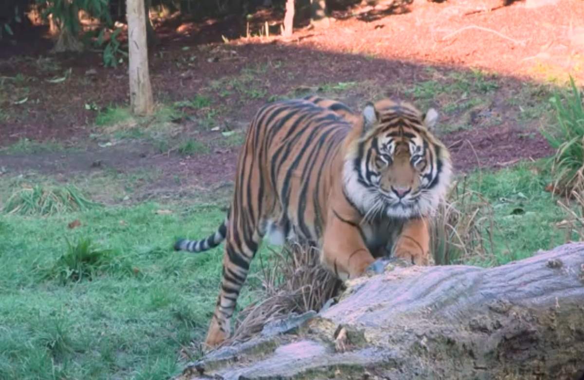This image taken from video and made available by London Zoo, shows Sumatran tiger named Asim at London Zoo, Wednesday, Jan. 30, 2019.