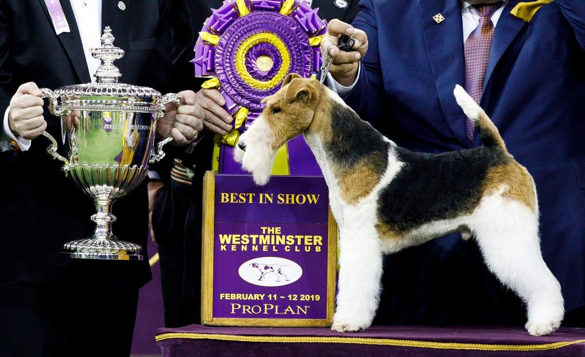 A wire hair fox terrier named King stands next to a trophy after being named Best in Show during the second night of the 2019 Westminster Kennel Club Dog Show at Madison Square Garden in New York, Feb. 12, 2019. EPA/JUSTIN LANE