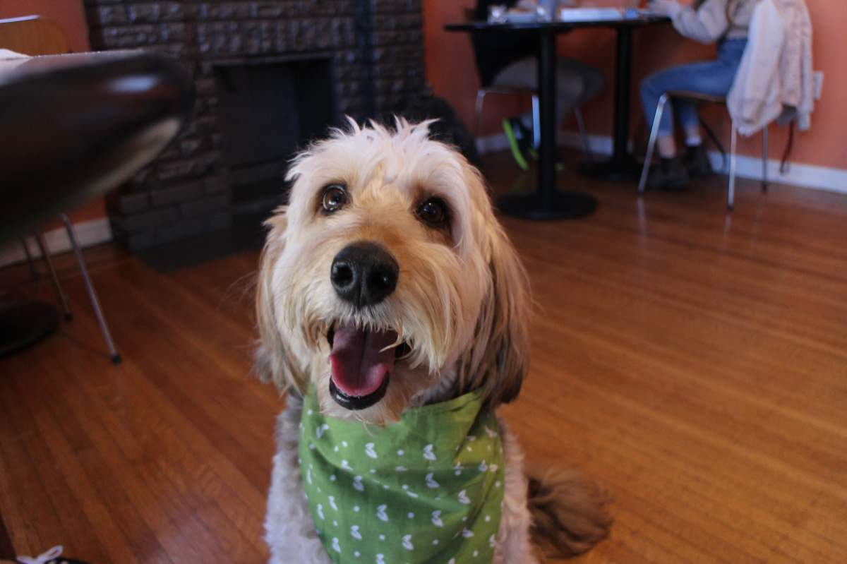 How much does it cost to own a dog? 7 Canadians break down their budgets - image