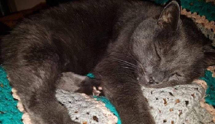 For five years, Yuki was a staple at the Brandt Centre before moving in with Regina Exhibition Association employee Gordon Clarke in May 2018. Yuki passed away on Feb. 22.