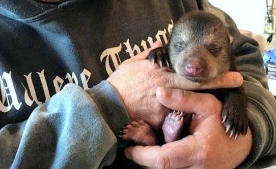 3-week-old black bear cub.