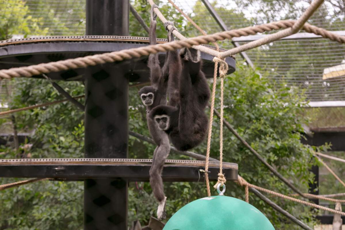 The baby’s parents, Maya and Samson.