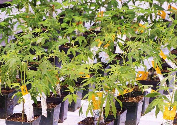 Cannabis seedlings are shown at an Aurora Cannabis facility, Friday, November 24, 2017 in Montreal. 