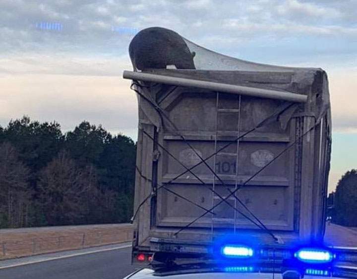 A hungry North Carolina bear unintentionally got a free ride on the highway after getting trapped in a truck hauling garbage to a landfill.