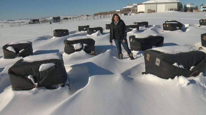 Jessie Smulders has been a beekeeper for the past seven years.