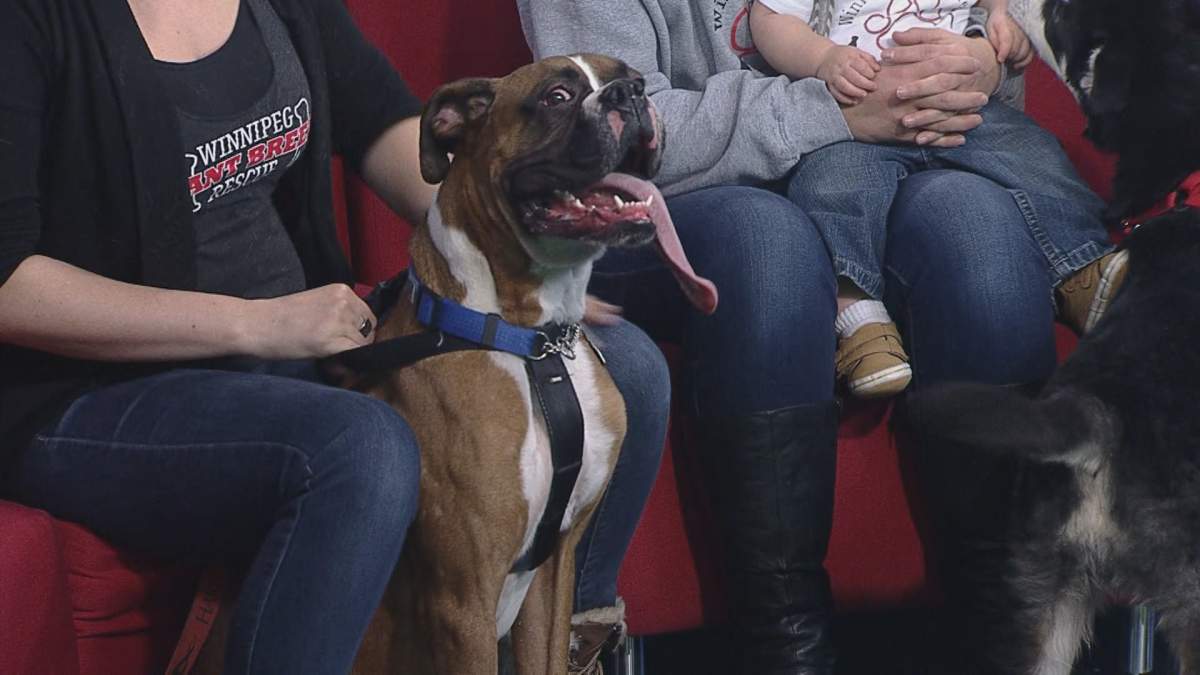 Billy dropped by Global News Morning for Adopt A Pal.