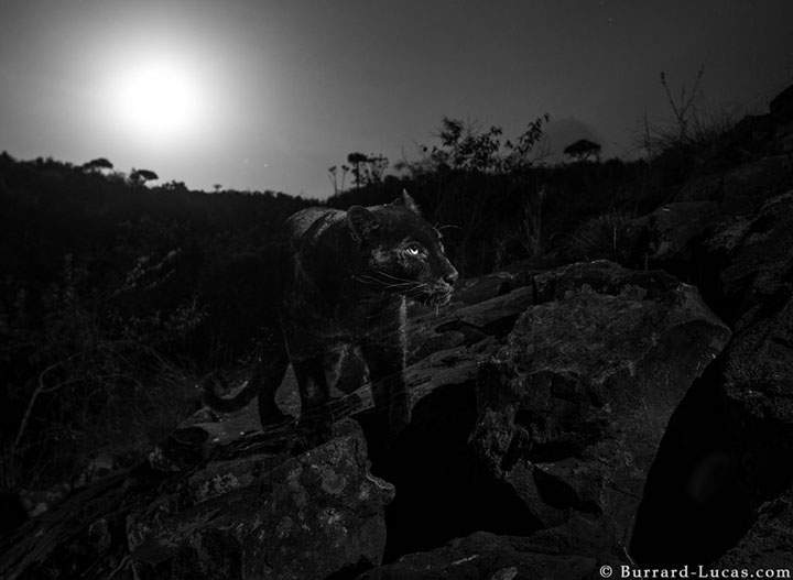 wildlife photographer Will Burrard-Lucas set up motion-sensitive cameras to capture the largely nocturnal cat in Laikipia Wilderness Camp in Kenya.