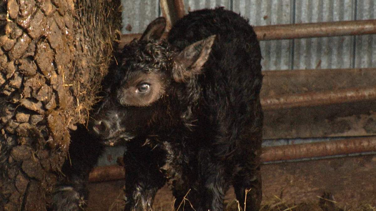 A baby calf stands for the first time after its mother gave birth to it moments after a fire on the property.