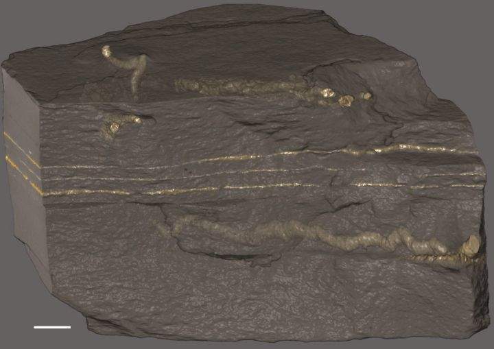 A closer look at some unimaginably ancient fossils suggests complex life may have evolved vastly earlier than thought. In a paper published today, a team of researchers say they've found evidence that tiny, slug-like beings, shown encased in a rock in a handout photo, were squirming around in the mud of shallow seas about 2.1 billion years ago.