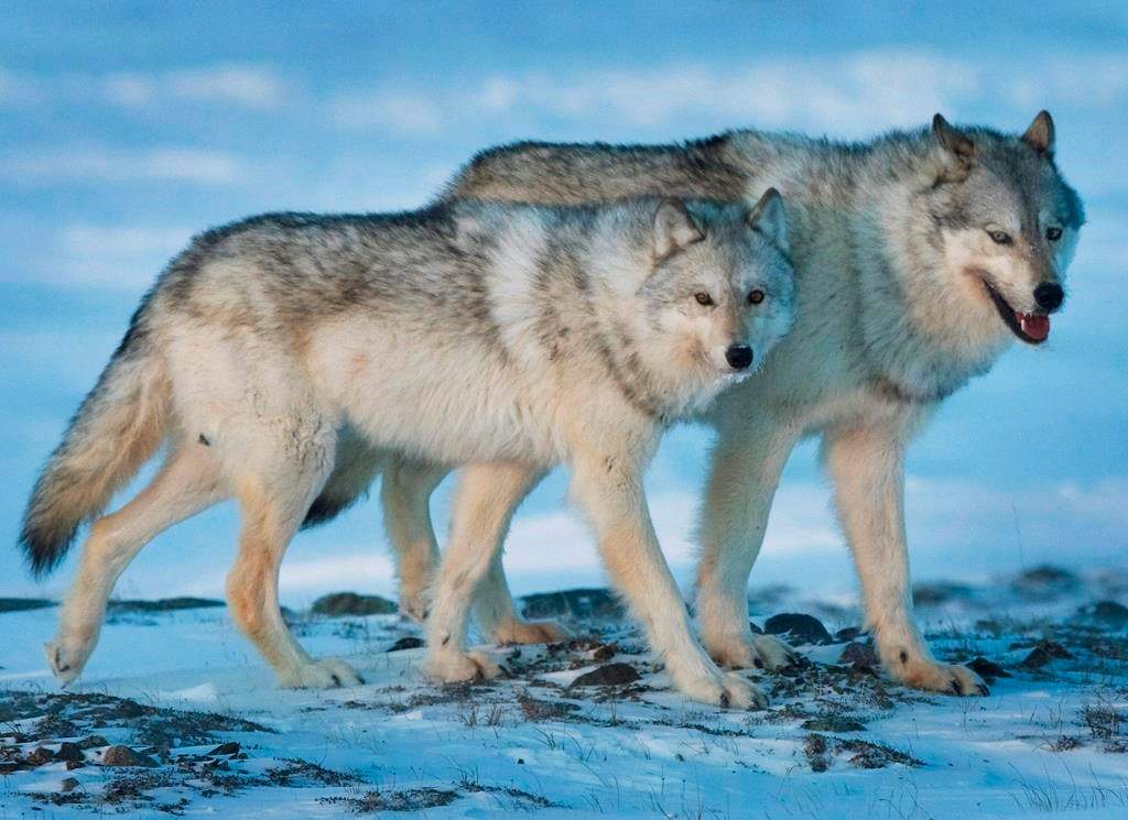A female wolf, left, and male wolf roam the tundra near The Meadowbank Gold Mine located in the Nunavut Territory of Canada on Wednesday, March 25, 2009. Ottawa is taking extra steps to find out if Canadians are still OK with killing wildlife in what one scientist calls "one of the worst ways to die on earth." Health Canada's Pest Management Review Agency has extended public consultations into whether it should consider cruelty before licencing poisons used to control large predators such as wolves. THE CANADIAN PRESS/Nathan Denette.