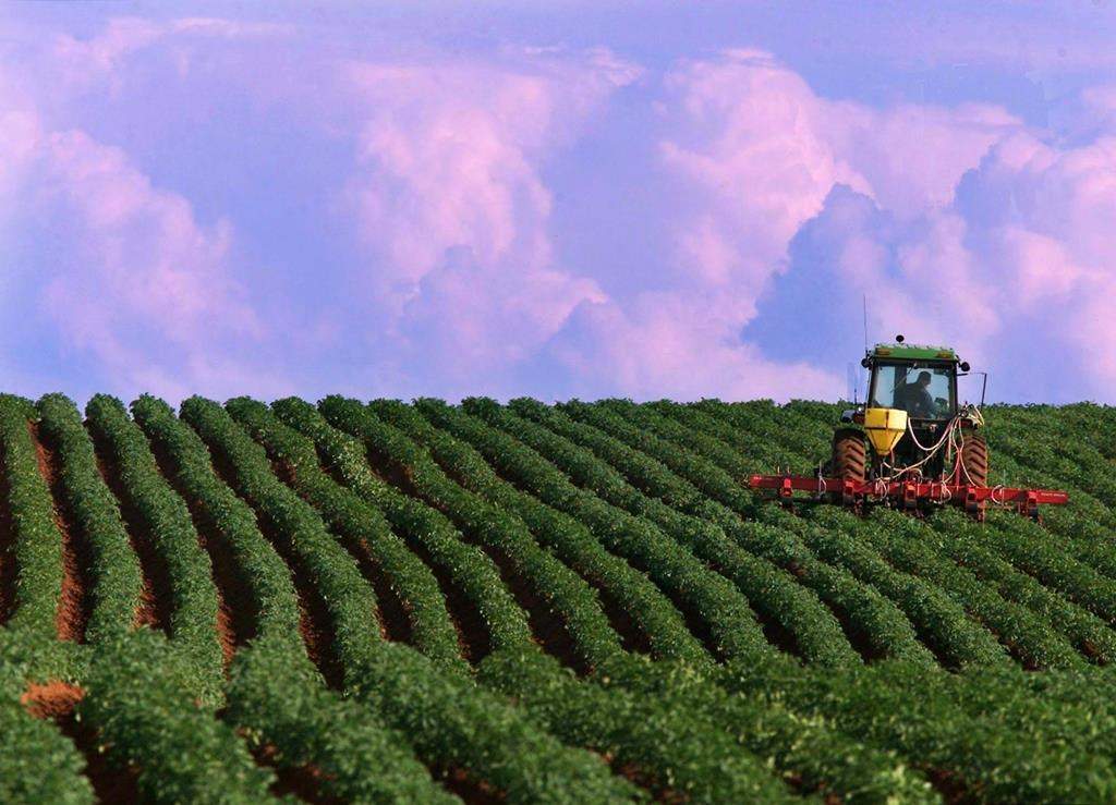 A farmer works a potato field in North Tryon, Prince Edward Island on Thursday, July 13, 2000. An Ottawa-based think tank is predicting rising growth for all four Atlantic provinces - especially tiny P.E.I., which is expected to lead the country with 3.2 per cent growth this year.