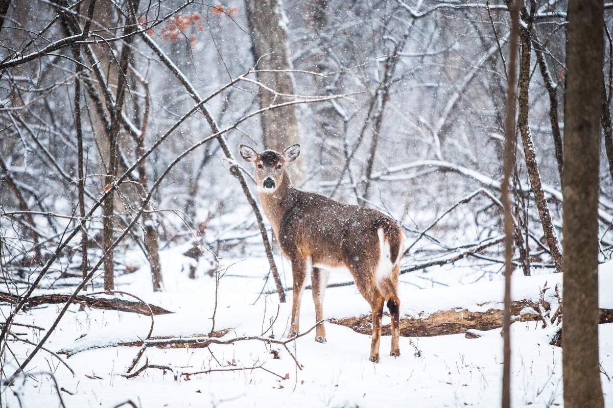 Watch out for deer near Dauphin.