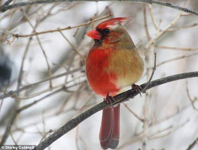 A half-male, half-female cardinal was spotted in Pennsylvania.
