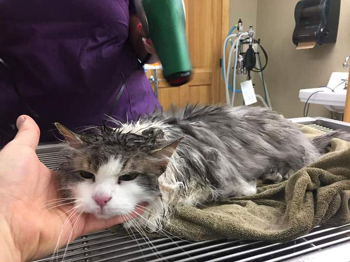 Animal Clinic of Kalispell