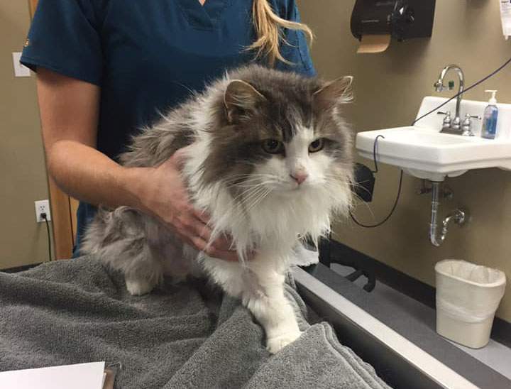 Animal Clinic of Kalispell