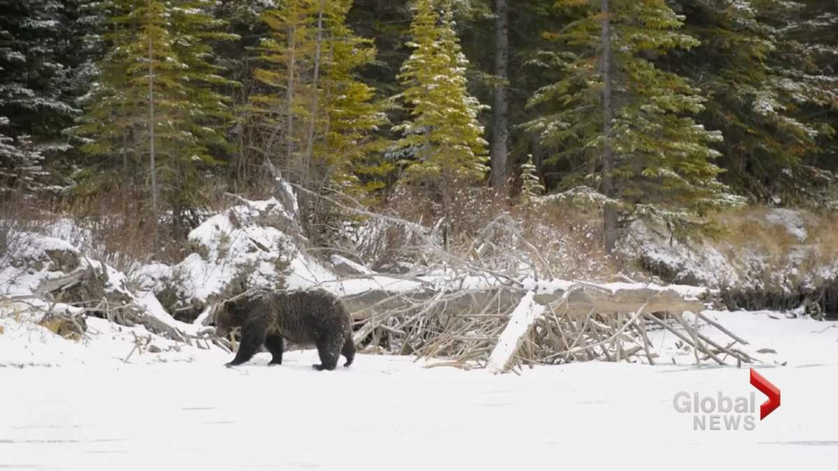A grizzly bear is seen in the snow in this undated file photo. 